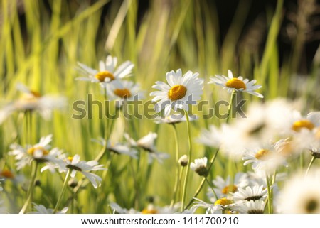 Daisies on a spring meadow at dusk.