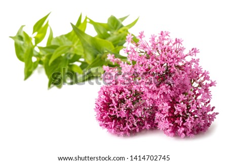 Red valerian flowers isolated on white background Royalty-Free Stock Photo #1414702745