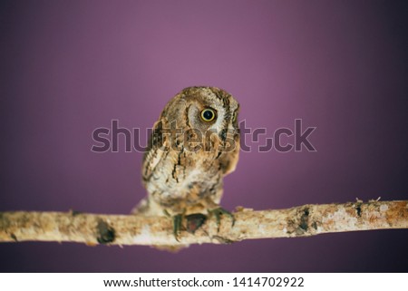 Eurasian scops owl in studio with purple background.