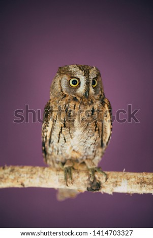 Eurasian scops owl in studio with purple background.