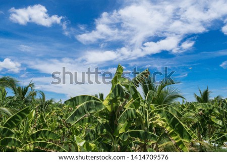Banana and coconut garden with blue sky