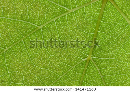 close up green leaf texture