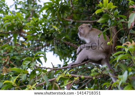 monkey find something to eat on the tree