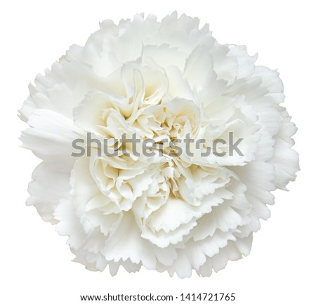 Top view of White Carnation flower isolated on white background.studio shot.
