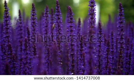 Fresh lupine close-up blooming in spring. High lush purple lupine flowers, summer meadow. 