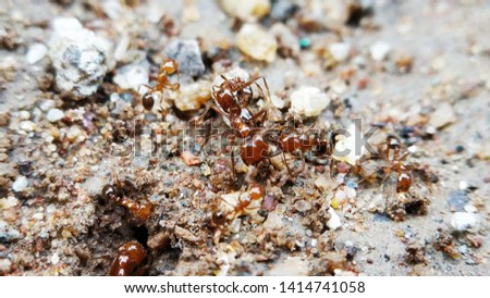 Red fire ants biting big female queen ants for mating some running toward them