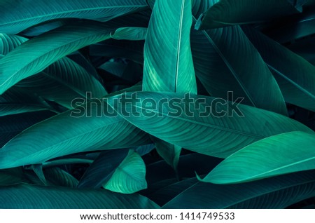 Closeup dark green leaf. Abstract leaves nature background.