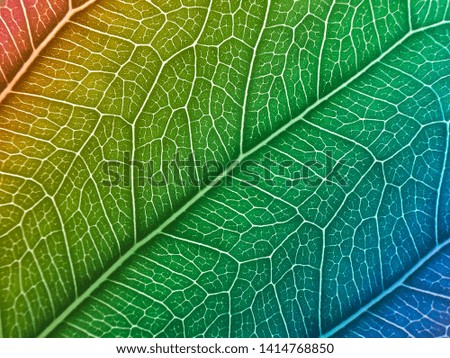 Colorful leaves texture. Concept of natural background. for background