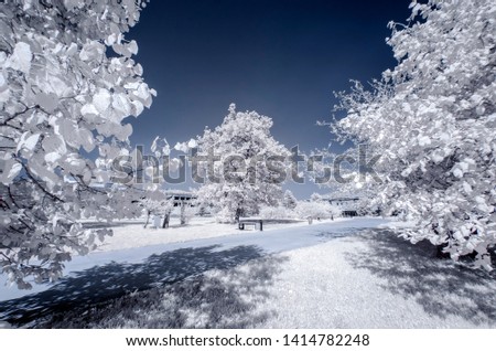 trees amazing view like snow frozen with bluish cloudy sky