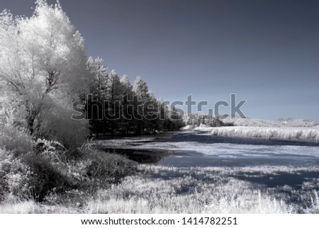 infrared photo tree amazing nature bluish lake