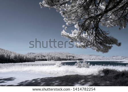 infrared photo tree amazing nature bluish lake