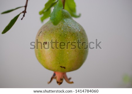 beautiful green pomegranate on branch