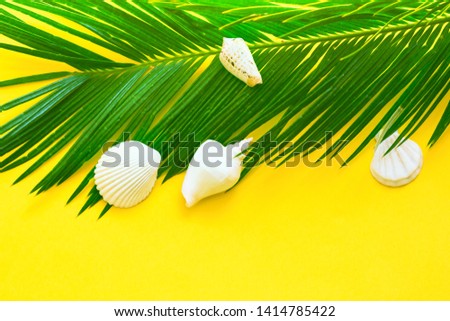 Beautiful feathery green palm leaf white sea shells on yellow wall background. Summer tropical nautical creative concept. Urban jungle houseplants. High resolution poster banner. Copy space