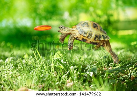 Turtle jumps and catches the frisbee Royalty-Free Stock Photo #141479662