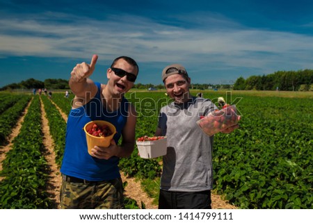 Two men rejoice in a strawberry crop in a field in Germany