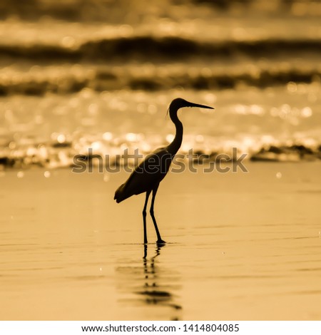 A good pic of the little egret  at sunset on a coast