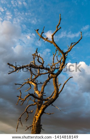 The bare branches of a dead tree contrasted against beautiful sky of dramatic clouds at sunset - Sangre de Cristo Mountains near Santa Fe, New Mexico