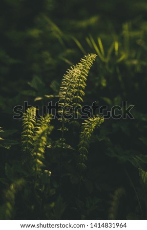 Sunlight on the leaves of a forest plant horsetail. Ecology, wild life and gardening. Photo in deep green color, macro, fantasy postcard, copyspace.