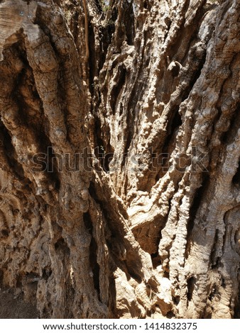 approach to old tree trunk, background and texture 