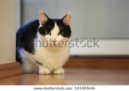 Cat on the floor watching attentively Royalty-Free Stock Photo #141483646