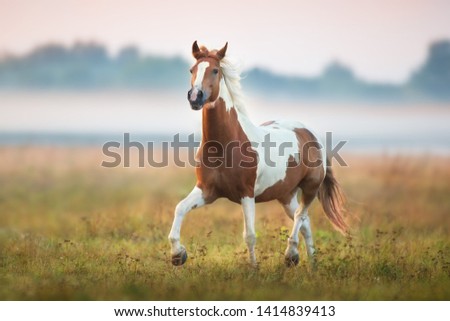 Piebald  horse run gallop on fog meadow