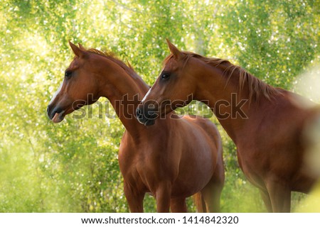 portrait of a two red brown horses on a summer on the background of summer foliage at sunset