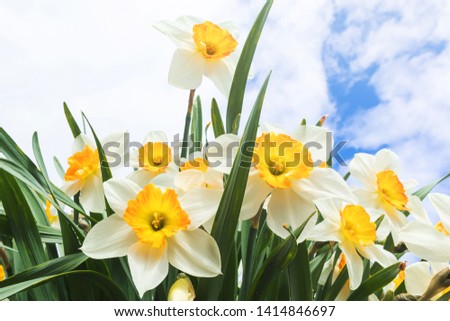 Daffodils on the background of bright blue sky with light clouds. The concept of summer flowering, growing flowers, gardening. Image suitable for posters, postcards, photo pictures. 