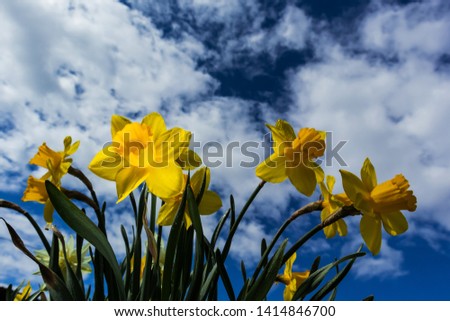 Daffodils on the background of bright blue sky with light clouds. The concept of summer flowering, growing flowers, gardening. Image suitable for posters, postcards, photo pictures. 