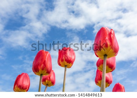 Red tulips on the background of bright blue sky with light clouds. The concept of summer flowering, growing flowers, gardening. Image suitable for posters, postcards, photo pictures. 