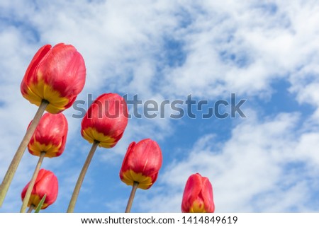 Red tulips on the background of bright blue sky with light clouds. The concept of summer flowering, growing flowers, gardening. Image suitable for posters, postcards, photo pictures. 