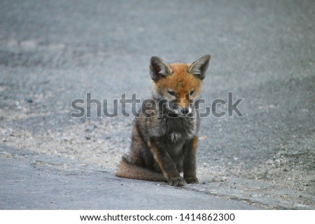 Young fox cub on street 
