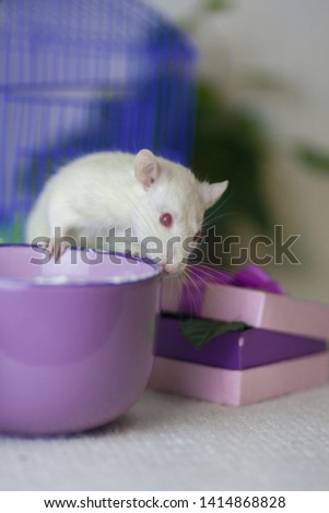 Light mouse in Cup. A white rat with a purple mug. Rodent in the kitchen with dishes.