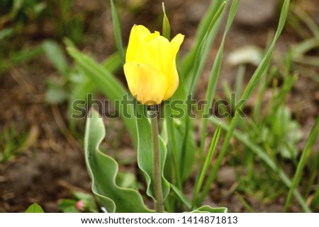 Beautiful spring and yellow Tulip.