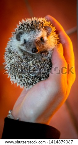 small hedgehog caught with one hand