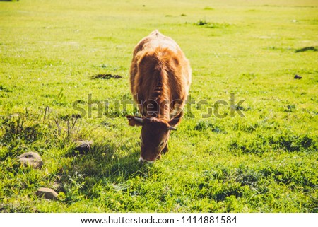 A brown Cow with nature Background