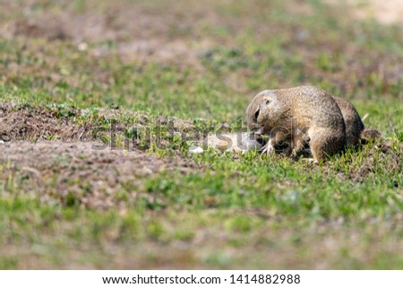 A wild european ground squirrel (Spermophilus citellus), also known as the European souslik in their habitat. Early spring.
