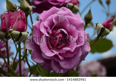 amazingly beautiful roses on the island of Nessebar Bulgaria close up