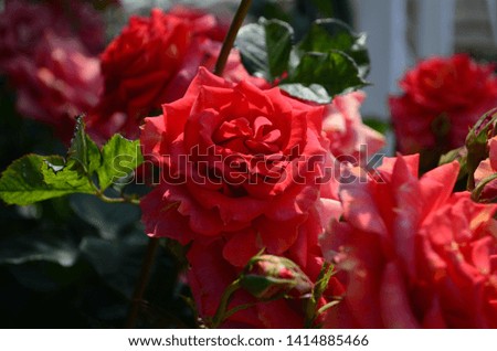 amazingly beautiful roses on the island of Nessebar Bulgaria close up
