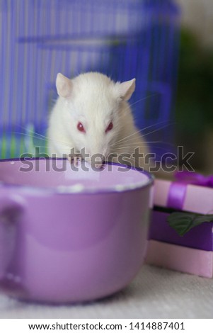 The concept of tasting. Mouse try the food. A rat with a Cup. White rodent with purple mug.