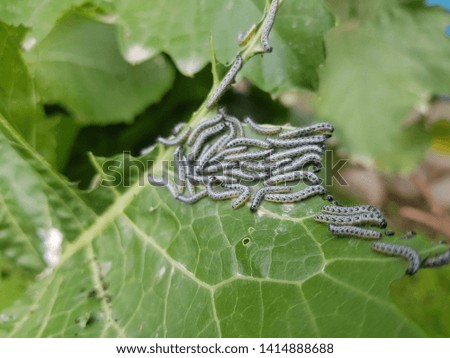 many pest caterpillars eat leaves