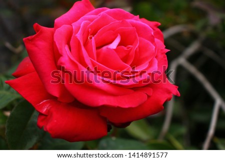 The rose and its beauty in nature