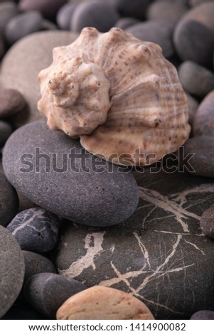 Seashell on pebbles summer texture background angle view close up