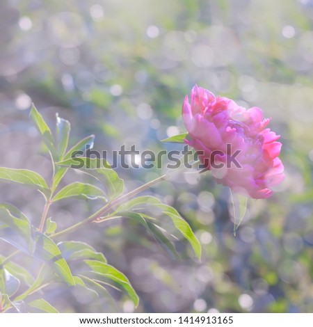 Bright pink peony under raindrops in the early morning in early summer. Card. Picture.