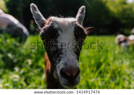 goat animal grazing in a meadow field grass
