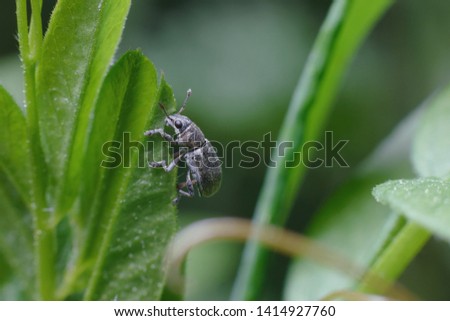 A cute black matte beetle climbs up a green leaf on a defocused green background. Macro photography of insects, selective focus, copy space.