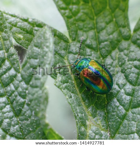 A bright multi-colored shiny bug sits on a bright green leaf on a defocused green background. Macro photography of insects, selective focus, copy space.