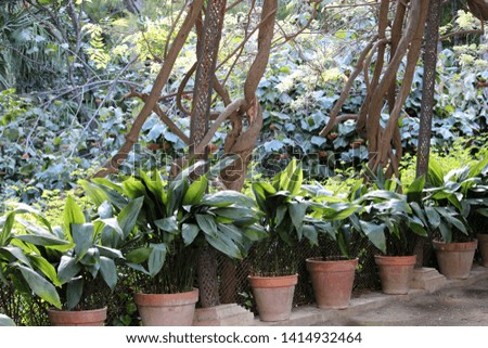 potted plants in a garden