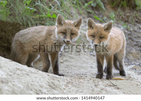 Portrait of Red foxes near the nest (Vulpes vulpes)
