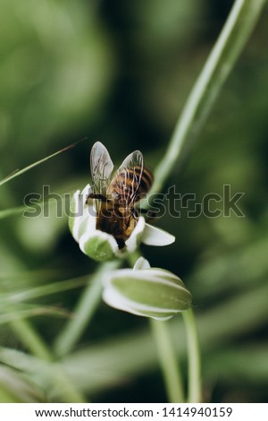 bee collecting pollen dusting white flowers on the field