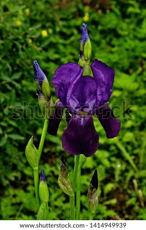 multi-colored high-quality flowers of irises against the background of other flowers and greens